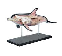 Anatomy Model Dolphin animal anatomy model Anatomical Models toys Ocean fish model Animal Organs Model Animal Anatomy Model