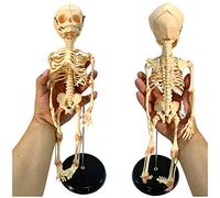 Anatomy model Educational Doll Infant Skeleton Model Fetus Skull Model - Baby Skeleton Model - Medical Anatomical Fetal Baby Skeleton Model