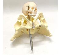 Anatomy model Educational Doll Model Female Pelvis with Baby Head,Human s - for Medical Schools When Teaching
