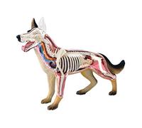 Anatomy Model, Educational Dolls Dog Anatomy Model Medical Anatomical Wolf Dog Model Anatomy Simulation Animal Biology Detachable Organ Body Parts for Medical Demonstration