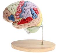 Anatomy Model, Educational Model Human Brain Anatomy Model - 2X Magnification Human Brain Model- Removable 4-Part Human