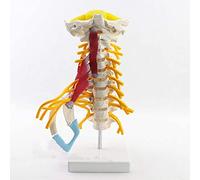 Anatomy model, Educational Model Human Kidney Organ LifSize Organs 41 Detachable and Body Parts for Medical Demonstration Skeleton