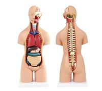 Anatomy model Educational Model,Human Model Human Torso Model 55Cm Detachable Medical Internal Organs PVC Human Body Model For Physiological Body Structure