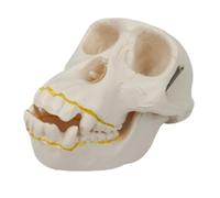 Anatomy Model, Educational Model Medical Skull Anatomical Skull Model Replica Of Medical Skeleton Model For Studies DIY Appliances
