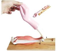 Anatomy model Elbow Joint Model - Human Elbow Joint Model Anatomy Model - Medical Anatomical Joint Model - Biceps Triceps Brachii Flexion and Extension Anatomy Model