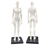 Anatomy model Female Anatomy Figure Human Anatomical Muscle Bone Model Human Anatomical Anatomy Skull Head Art Sketch Painting Sculpture Model for Artist Drawing Study