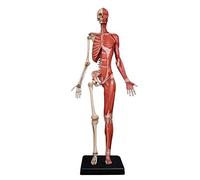 Anatomy model Female Anatomy Figure - Human Muscle Skeleton Painting Model Human Anatomical Muscle Bone Ecorche and Skin Model Reference for Artist