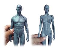 Anatomy model Female & Male Anatomy Figure - Human Anatomical Muscle Bone Model Resin Mterial Human Anatomy Figure Model - for Medical Artist Drawing Study