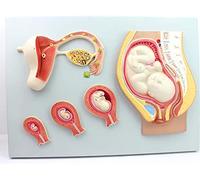 Anatomy model Fetal Model, Human Pregnancy Embryonic Developmental Process Model, Fertilized Uterus Tissue Embryo Anatomy Medical Educational Aid Tool Human Body Model for Kids