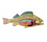 Anatomy Model, Fish Offal Model For Science Classroom Study Display Teaching DIY Appliances