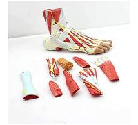 Anatomy model Foot Anatomy Model - Regional Anatomy of The Foot with Neurovascular Ligaments Anatomical Ankle Joint Muscle Vascular Ligament Model - for Medical Educational
