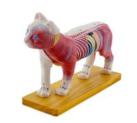 Anatomy Model for and Moxibustion Animal Anatomy Model Organs Teaching Prop for Kids