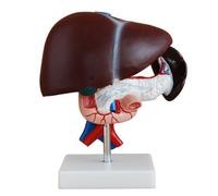 Anatomy model for Art, Human Liver, Pancreas and Duodenum Simulation Model Medical Anatomy Type, Anatomy School Teaching Display Tool, Lab Equipment