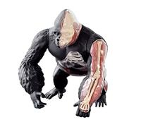 Anatomy Model for Biological Studies, Educational Tool for Students | Detailed Anatomy Model for Biology Education, Ideal Learning Tool for Students and Professionals to Study Human