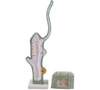 Anatomy Model for Biology Education, Enlarged Animal Model Teaching Aid for Secondary School Science Lessons