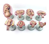 Anatomy model for Children, Fetus Development Model, Human Embryo/Fetus Fetal Development with Removable Parts, Human Fetal Development Model Lab Supplies