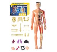 Anatomy Model for Kids: Human Body Structure Didactic Figure, 28cm Educational Display Set, Internal Demonstration Parts, Design Attribute