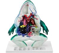 Anatomy Model Frog Internal Organs Anatomy Model Anatomical Biological Organs Model With Display Base Animal Organ Model