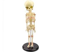 Anatomy model Full Body Human Skeleton Model, Baby-Skeletal Anatomy Model, Display Study Teaching, with Fine Workmanship, Clear Design and Exquisite Details