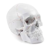 Anatomy Model Full Set of Teeth Adult Skull Model with Digital Markings Removable 3pc Human Skeleton for Learning Science
