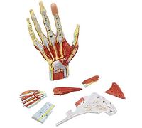 Anatomy model Hand Skeleton Muscle Cord Nerve Blood 1: 1 Life size 7 Parts Medicine Anatomy Local Anatomical Neurovascular Model for Teaching