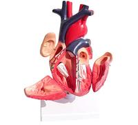 Anatomy Model, Heart Model - Human Organ Visceral Medicine Teaching Medical Circulatory Internal for Demo Skeleton