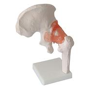Anatomy model Hip Joint Anatomy Model - Profession Hip Anatomy Model of Human Hip Joint Bones - Anatomical Human Hip Joint with Ligament - for Medical Educational Traning Aid