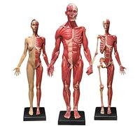 Anatomy model Human Anatomy Figure Model - 23.6Inch Female & Male Muscle Skeleton & Female Muscular Skeleton Model - Reference for Artist,Painting Research