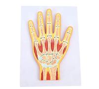 Anatomy model Human Anatomy Science Models - Hand Joint Model -PVC Material Human Joint Anatomy Model -Skeletal Muscle Joint Anatomical Orthopedic Medical Teaching Model