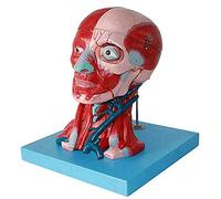 Anatomy model Human Anatomy Science Models -Head and Neck with Vessels, Nerves and Brain, Plastic Human Body Muscle Teaching Medical Educational