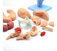 Anatomy model Human Brain 15 Parts LifeSize Neurological Model of Brainstem interventricular Cerebellar Model