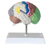 Anatomy model Human Brain - PVC Brain Model/Base Educative Kits Study Resources Anatomy Model - for Study Display Medical Teaching Model