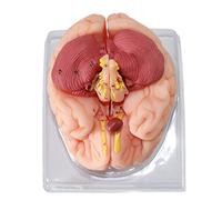Anatomy Model, Human Brain Study Cube 9 Parts Of The Body Revision Guide Skeleton Model