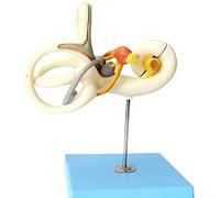 Anatomy model Human Ear Labyrinth Model, Ossicle Semicircular Canal Model Cochlear Model Labyrinth of Inner Ear Big Ear Otology for Medical Education Teaching Model