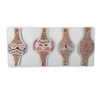 Anatomy model Human Knee Joint Section Anatomy Model - Anatomical Human Knee Joint Model Comparative Model - Human Anatomy Knee Joint Sagittal Section Model