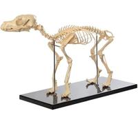 Anatomy Model Human Model Canine Dog Skeleton Anatomical Model Animal Anatomical Model Dog Skeleton Anatomy for Veterinary Teaching Demonstration Tool Human Biology Teaching Skeleton Model