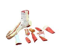 Anatomy Model, Human Organ and Ankle Joint Model for Medical Education, Detailed Anatomical Structure for Classroom and Learning, Anatomical Study Aid