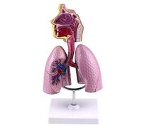 Anatomy model Human Respiratory System Model -Removable Human Organ Anatomical Anatomy Model -Human Internal Organs Nasopharyngeal Anatomy Respiratory Lung Structure Teaching Model