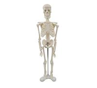 Anatomy model Human Skeleton Model for Anatomy Anatomical Skeleton Human Skeleton Anatomy Decor,Skeletal Model with Realistic Looking Bones & Movement for Learning Science