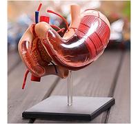 Anatomy model, Human Stomach Model - 12 Detachable Organs and Body Parts & Pancreas Model- for Study Display Teaching Medical Model, Puzzle Skeleton
