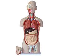 Anatomy model Human Torso Model, with 27 Bodies Removable Parts, 85M/33.5 in Model, Anatomical Medical Internal Organs for Teaching Skeleton Model