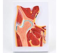 Anatomy model Learning Props Anatomy Hip Skeletal Muscle Model Hip Section Profile Construction -Shows The Structural Relationship Between The Bones, Muscles, Nerves, Blood Vessels