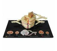 Anatomy model Learning Props Human Spinal Nerve Spinal Cord 5 Times Magnification Model for Doctors Office Physiology Education Scientific Research