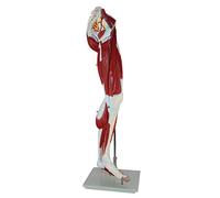 Anatomy model Learning Props Scientific Human Anatomy - Lower Limb Muscle Anatomy Model - Vascular Nerve Leg Movement - Educational Aid Doctorpatient Communication Model