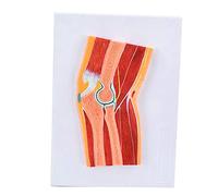 Anatomy model Learning Props Skeletal Muscle Model of Elbow Joint-Elbow Joint Structure MRI Joint-Anatomy Orthopedics Teaching-PVC Material. Handmade Color Painting