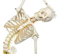 Anatomy model Life Size Human Skeleton Model - Flexible Skeleton Anatomy Model - Full Size Anatomical Skeleton Model with A Flexible Spine - for Study Display Teaching Medical Model