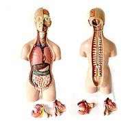 Anatomy Model Life Size Human Torso Body Model, Anatomical Medical Internal Organs 55Cm, Dismantling 12 Parts, A ual Visceral Liver And Stomach