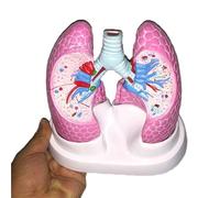Anatomy Model Lung Model Human Bronchopulmonary Pathology Model Human Organ Model for Educational Teaching Model Lab Equipment Study Teaching Medical