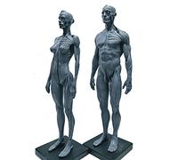 Anatomy model Male & Female Anatomy Figure - 11Inch Human Muscle Skeleton - Human Anatomy Figure Drawing Model Human Anatomical Muscle Bone Model