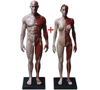 Anatomy model Male/Female Anatomy Figure - Human Body Musculoskeletal Human Muscle Skeleton Human Body Anatomy Figure for Artist Drawing Study